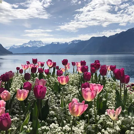 Petit Paradis Riveria * Montreux